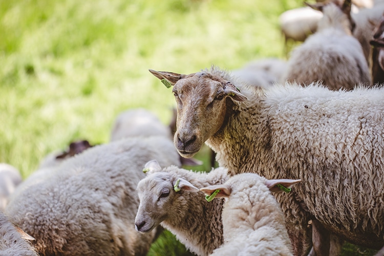 Transhumance - Les Toits de Santa Giulia, location de Villas en Corse du Sud