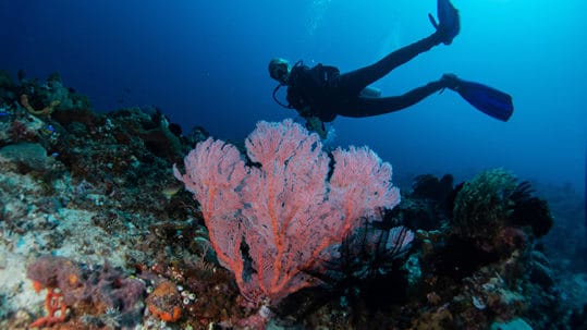 Spots de plongée et snorkeling en Corse-du-Sud