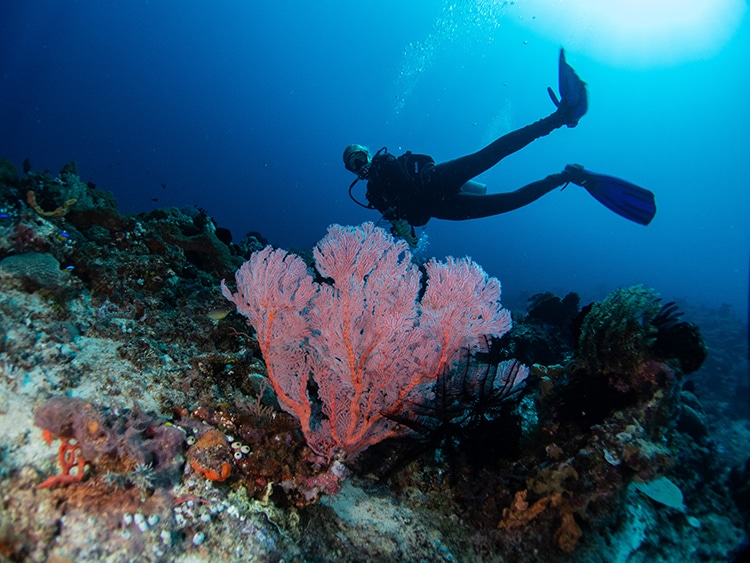 Spots de plongée et snorkeling en Corse-du-Sud